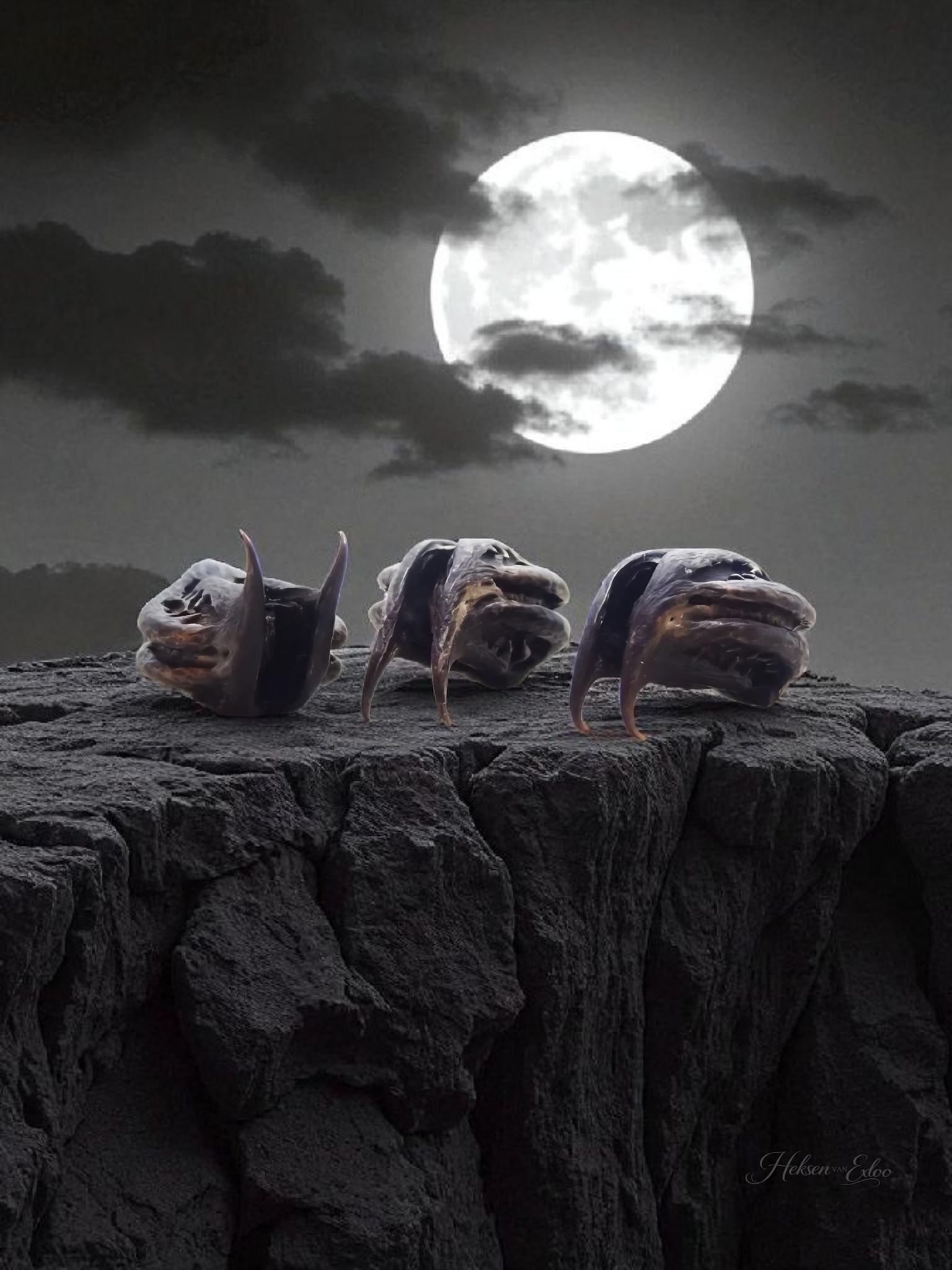 Cats Claw - Tijgerklauw - Vleermuiskop - Magische Zaden - 3 stuks in buidel! - Afbeelding 3