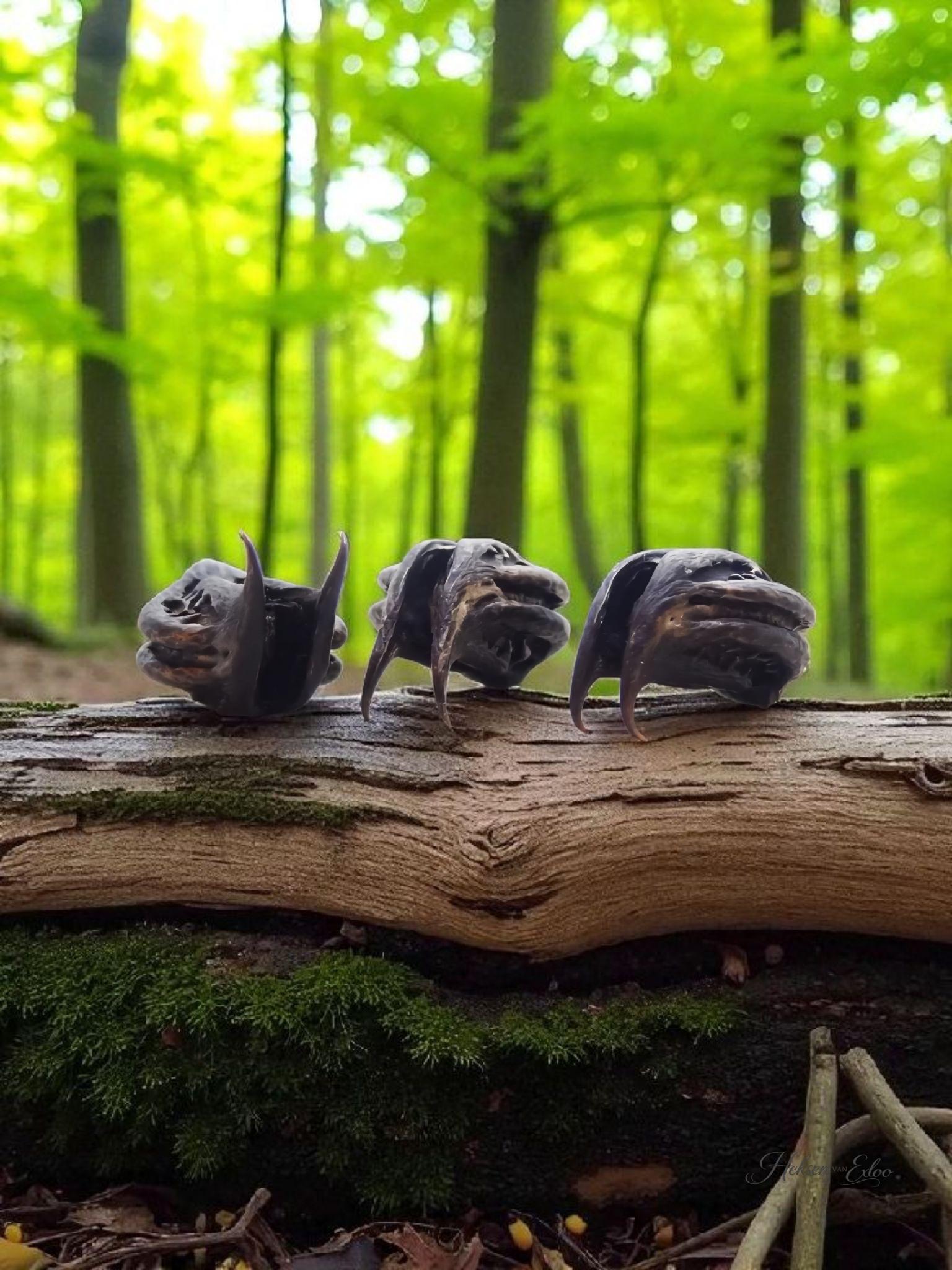 Cats Claw - Tijgerklauw - Vleermuiskop - Magische Zaden - 3 stuks in buidel! - Afbeelding 5