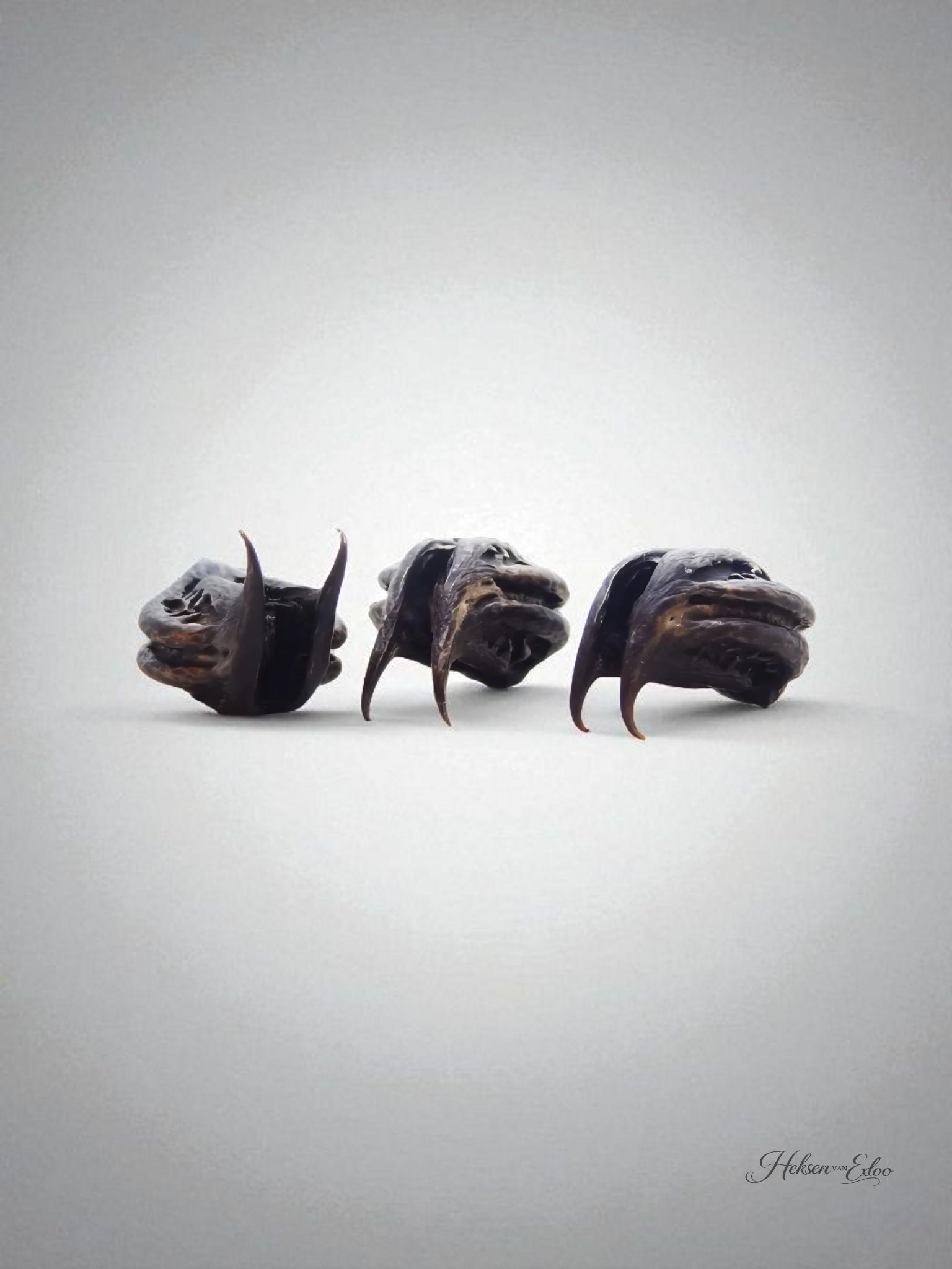 Cats Claw - Tijgerklauw - Vleermuiskop - Magische Zaden - 3 stuks in buidel! - Afbeelding 6