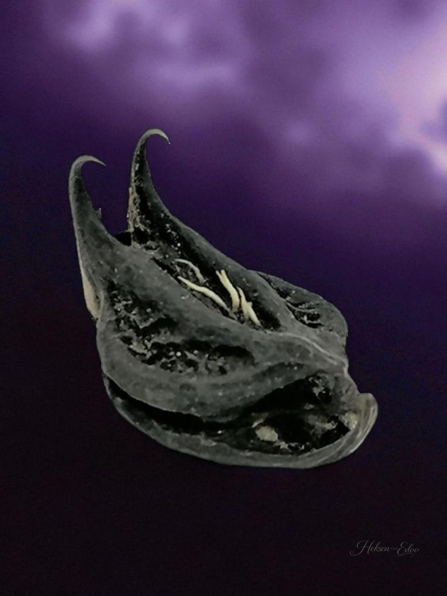 Cats Claw - Tijgerklauw - Vleermuiskop - Magische Zaden - 3 stuks in buidel! - Afbeelding 4